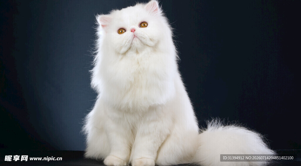 白色波斯猫优雅端坐