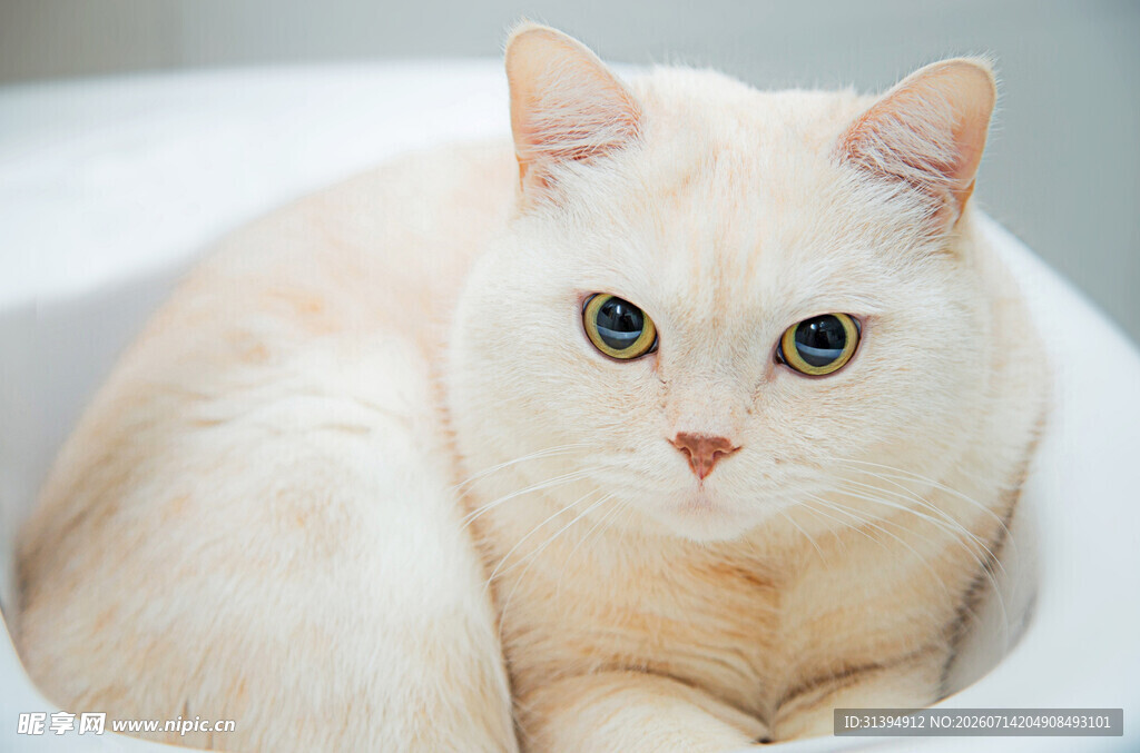 可爱橘猫窝在容器中