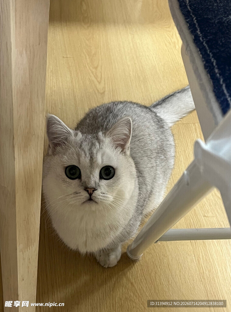 可爱银渐层猫咪躲在角落