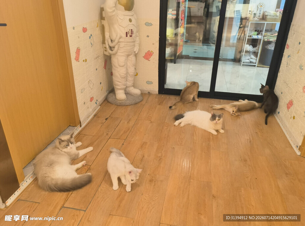 店内多只猫咪悠闲休憩