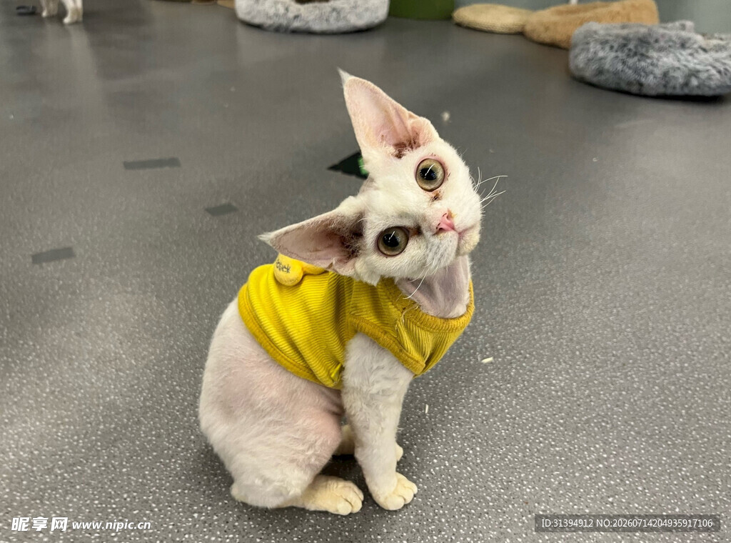 穿黄衣的无毛猫