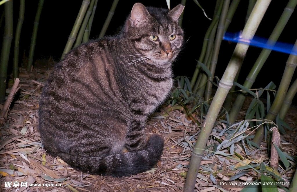 草丛中的狸花猫