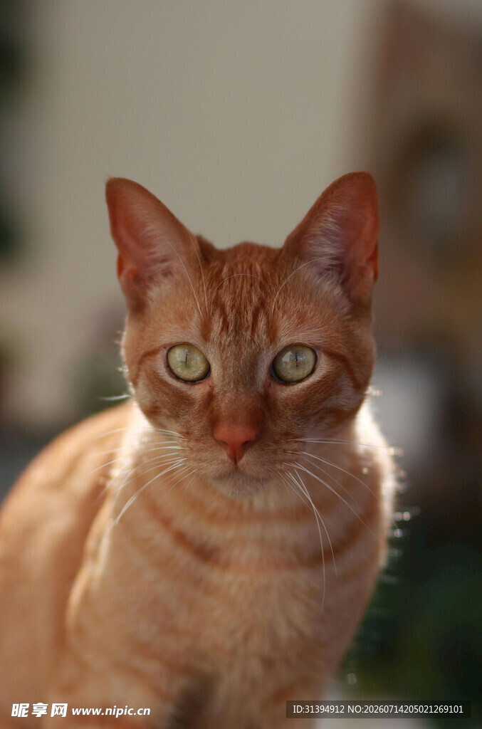 橘猫凝视镜头