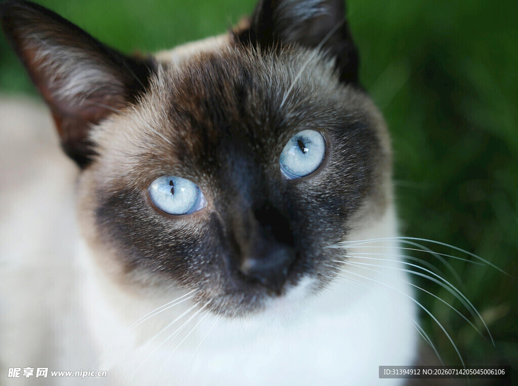蓝眼暹罗猫特写
