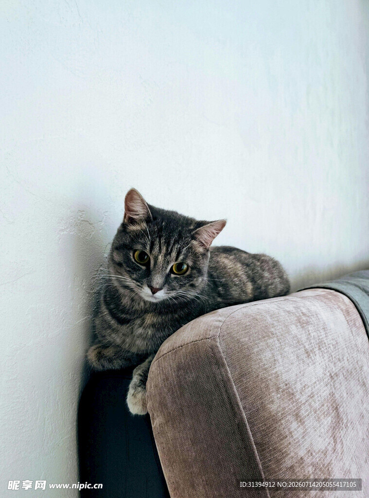慵懒猫咪趴于沙发角落