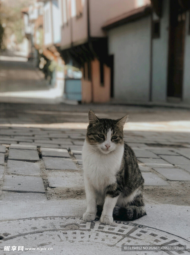 街道上的悠闲猫咪
