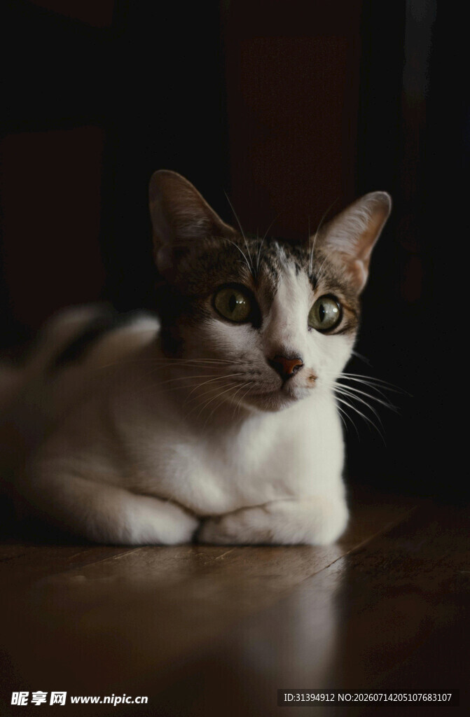可爱猫咪趴于木质地板上