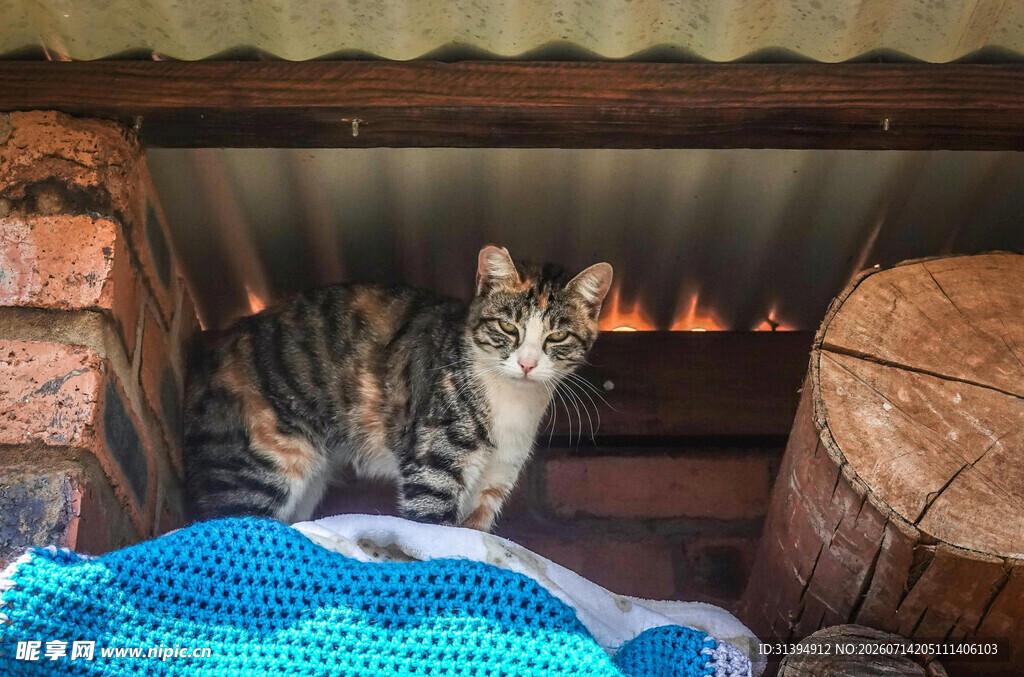 暖炉旁的猫咪