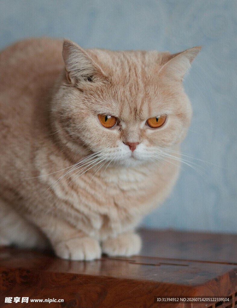 橘色猫咪端坐于木桌