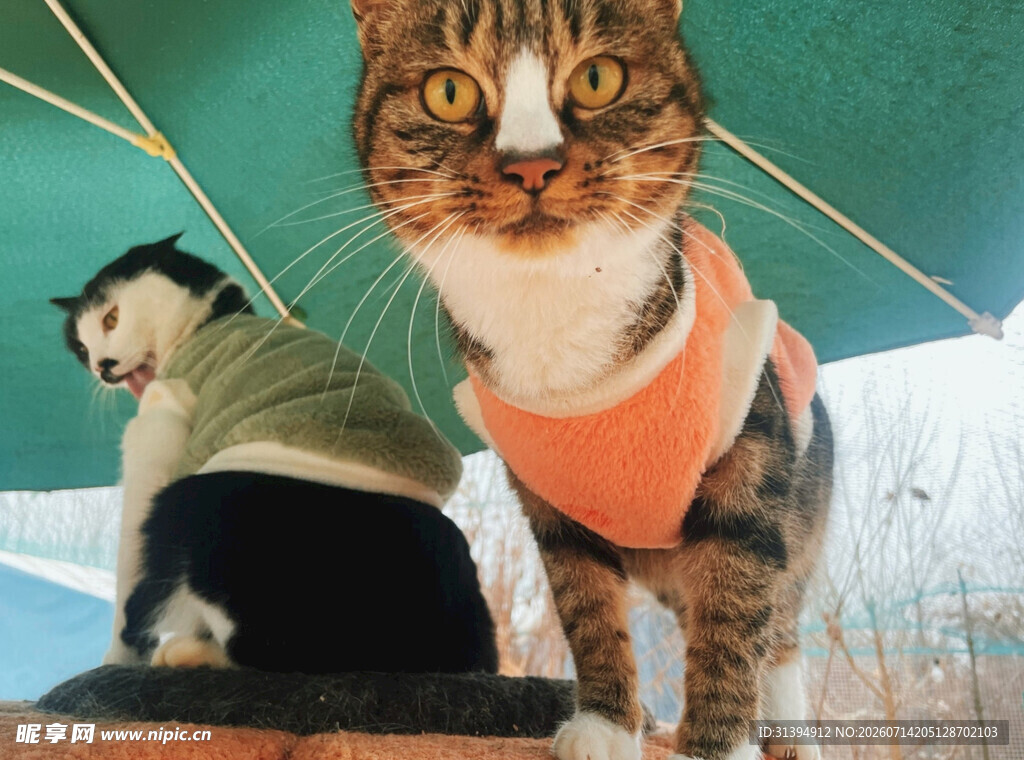 可爱猫咪穿背心与伙伴