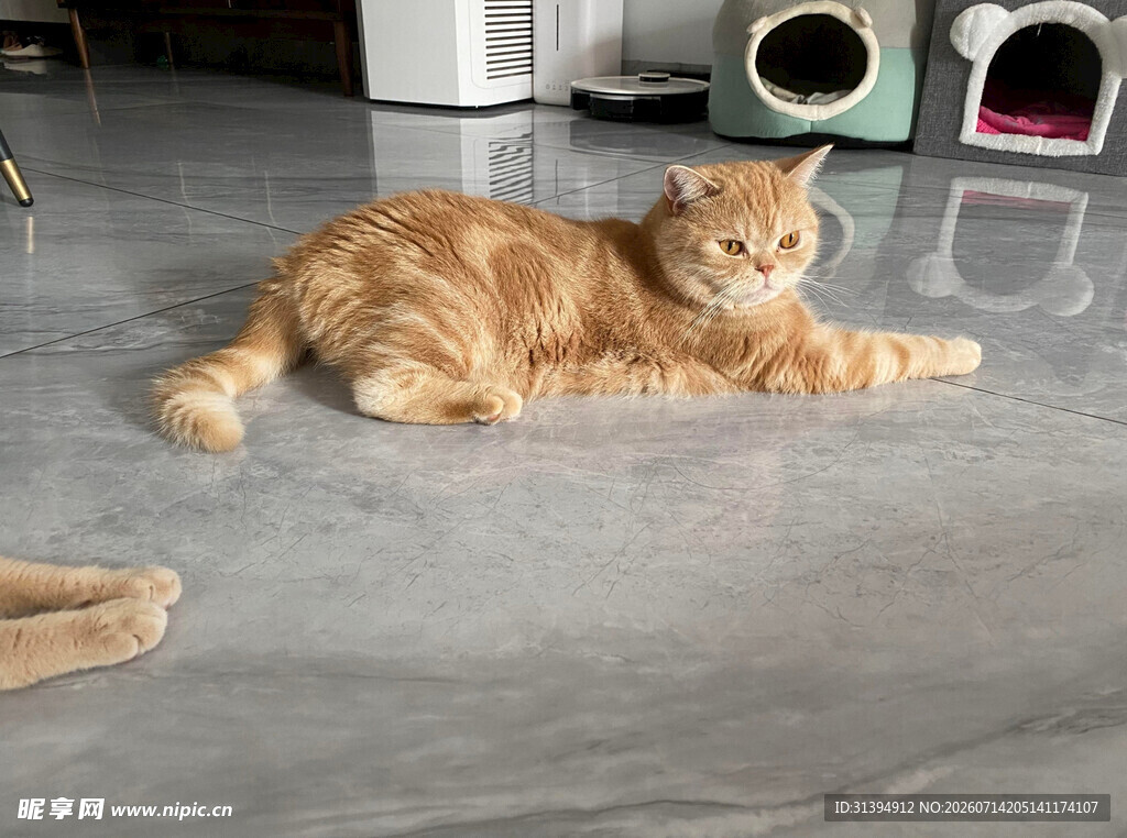 橘猫悠闲躺地