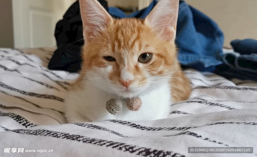 橘猫趴卧在床上