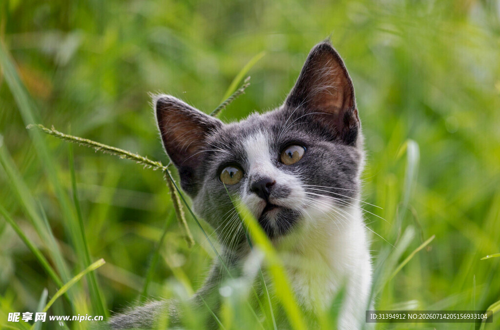 草丛中的好奇小猫