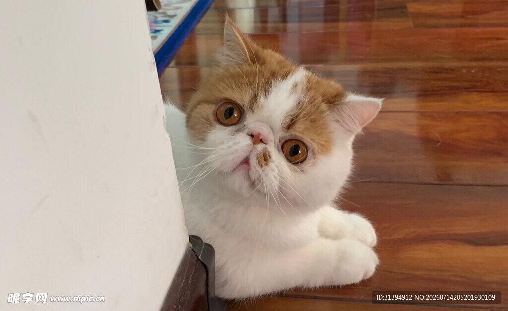萌趣猫咪躲墙后探脑袋