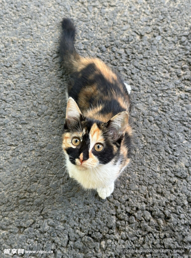 三色猫咪抬头望镜头
