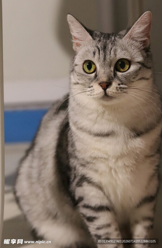 可爱条纹猫咪端坐