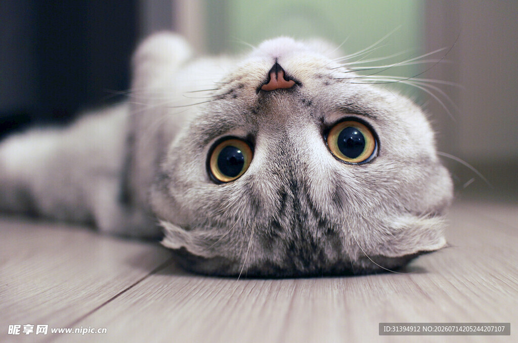 仰头猫咪的可爱瞬间