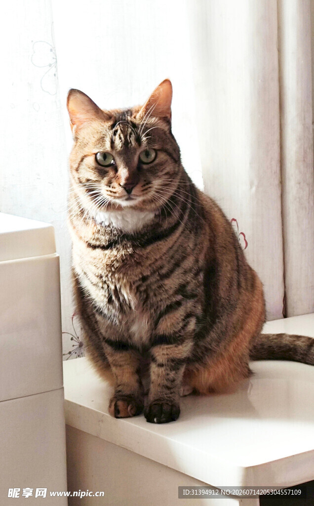 可爱猫咪端坐窗台