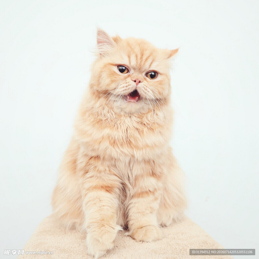 可爱橘色波斯猫端坐