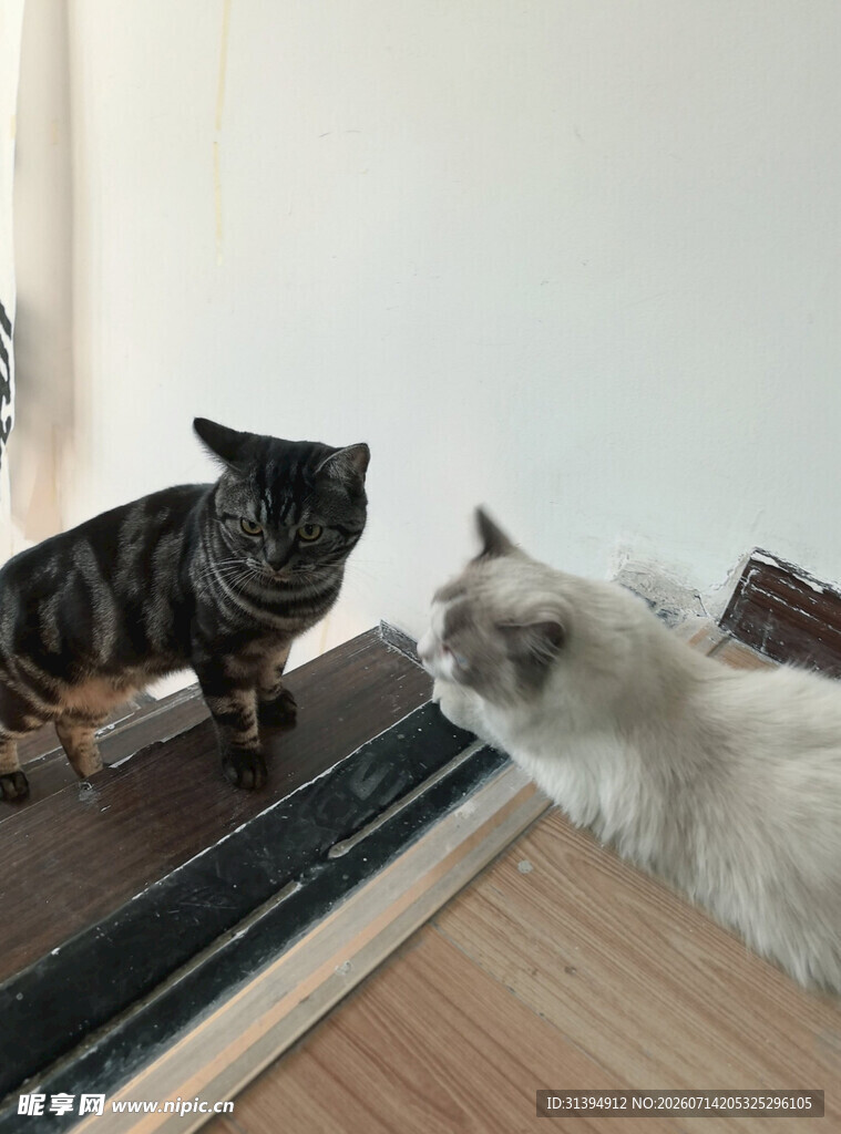 两只猫咪对视场景