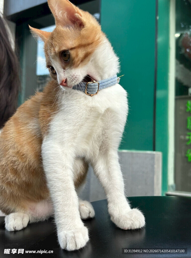 可爱橘白猫咪戴项圈