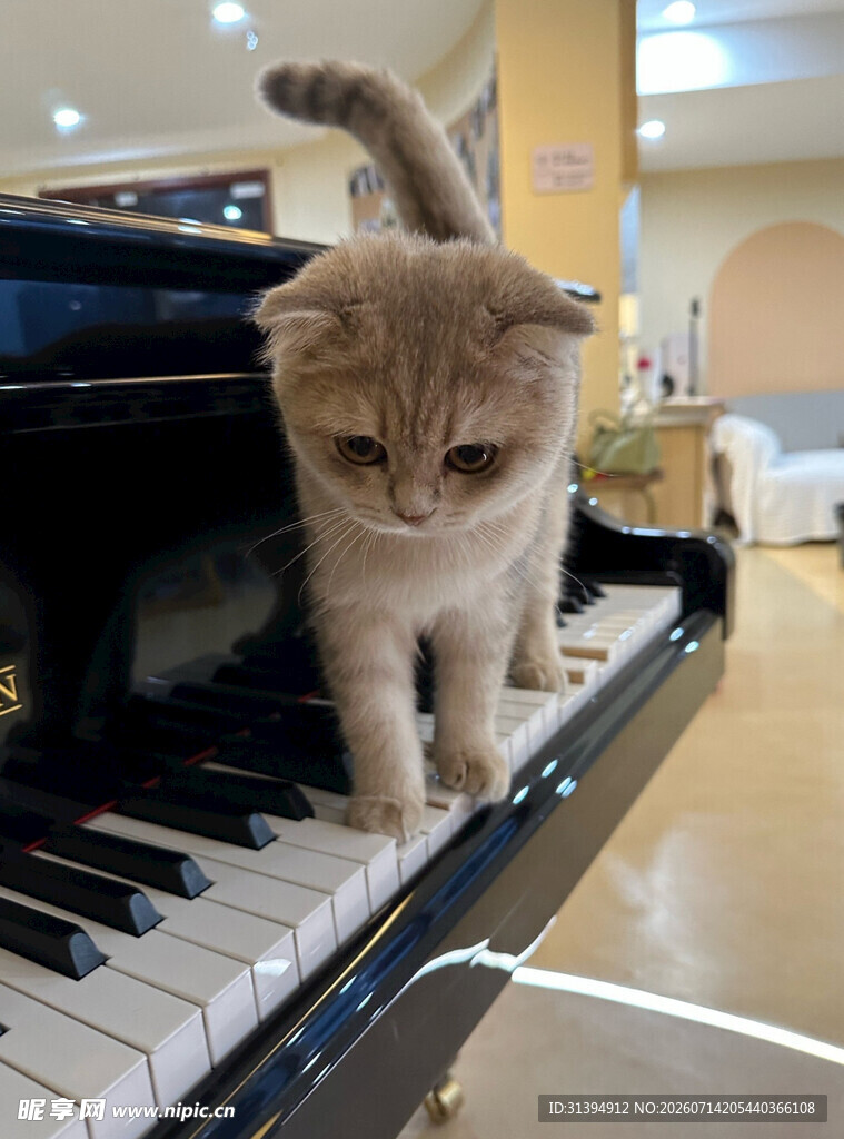 小猫漫步在钢琴上