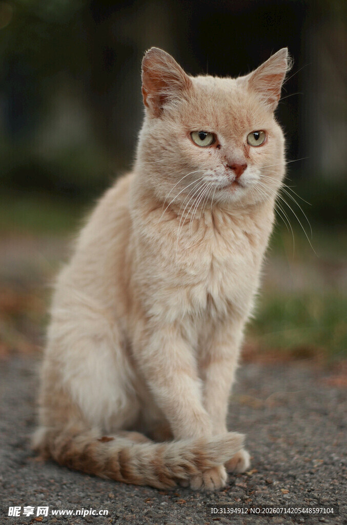 浅色猫咪蹲坐户外
