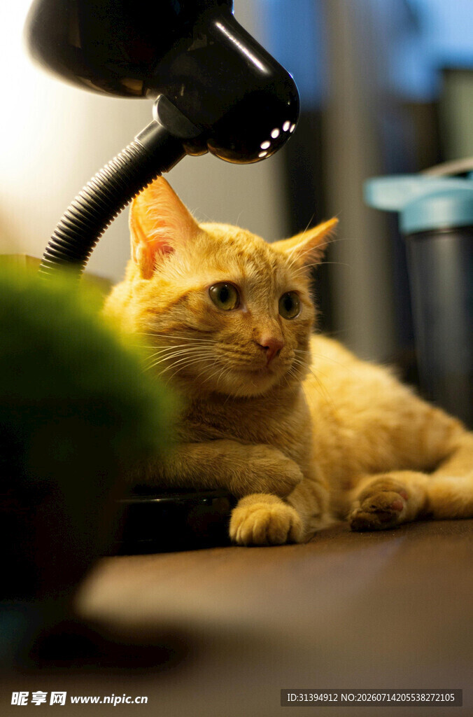 台灯下的慵懒橘猫