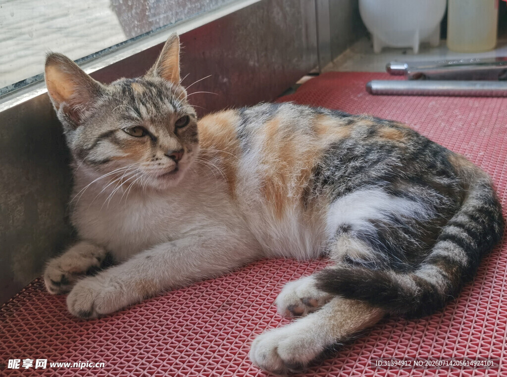 窗边慵懒猫咪惬意躺卧