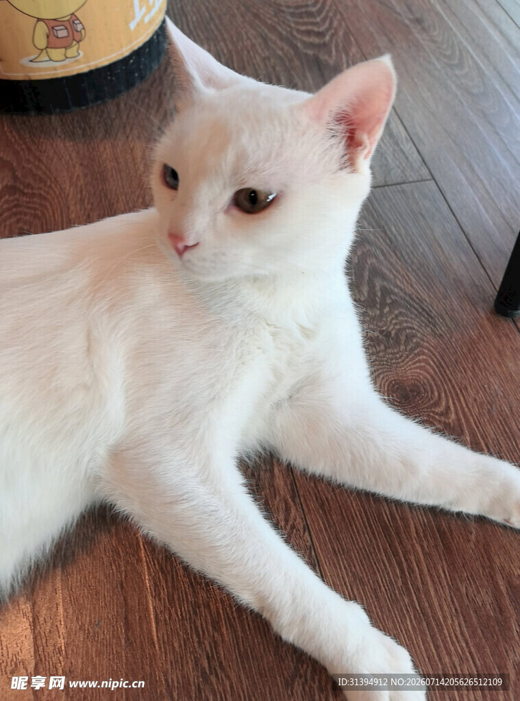 白色猫咪悠闲趴木地板上