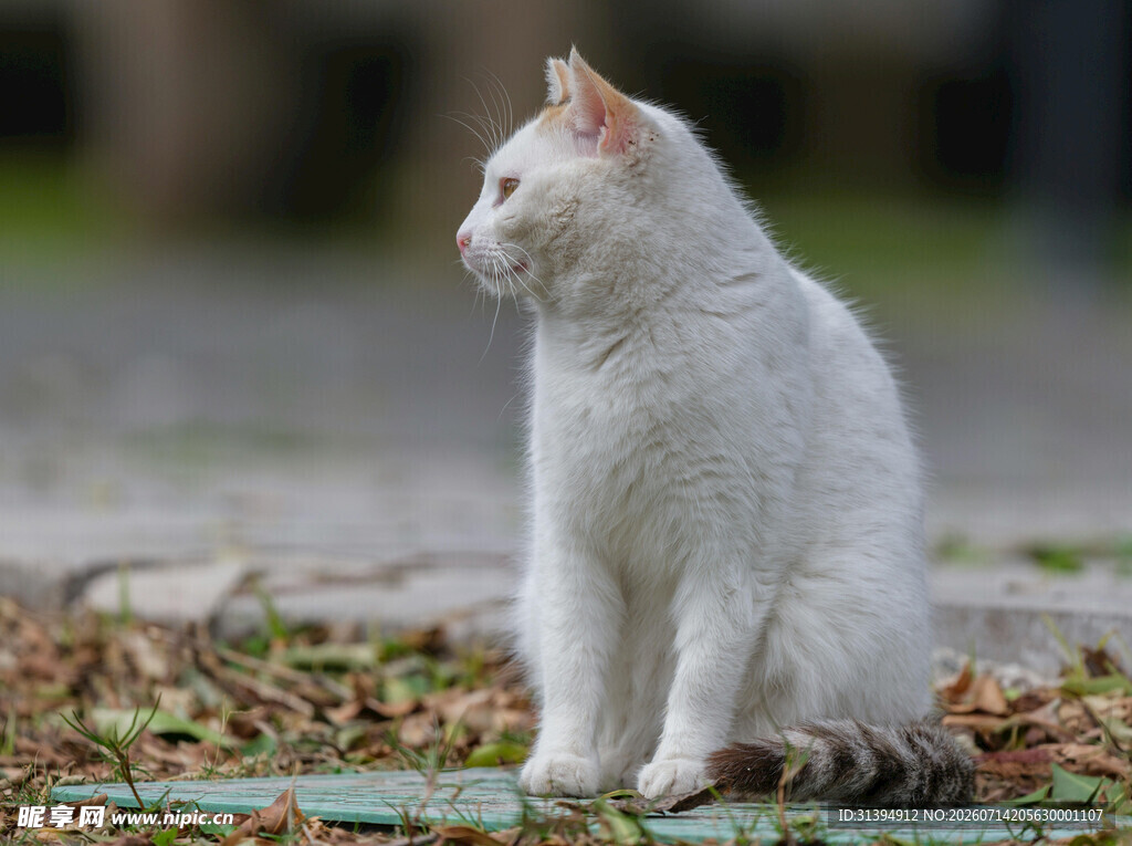 白色猫咪坐于户外草地