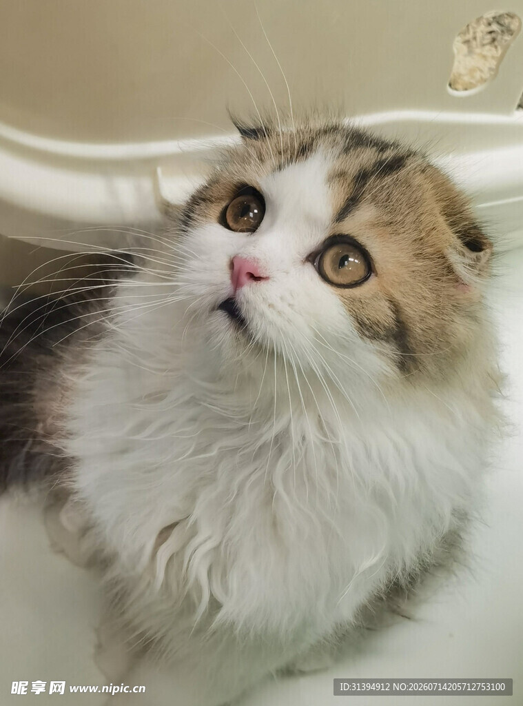 可爱长毛猫仰头凝视瞬间