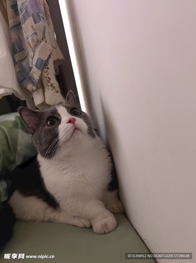穿绿衣的猫咪靠墙仰头