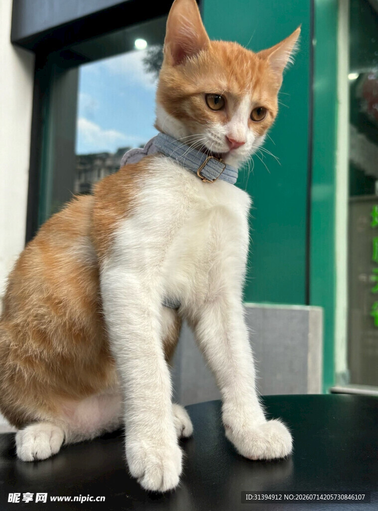 戴领结的可爱猫咪