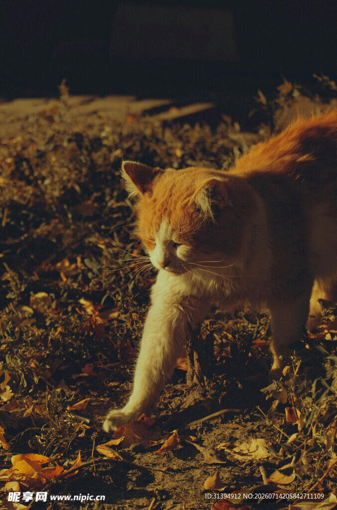 秋日漫步的橘猫