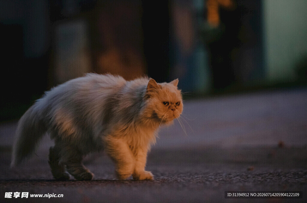夜晚漫步的可爱白毛猫咪