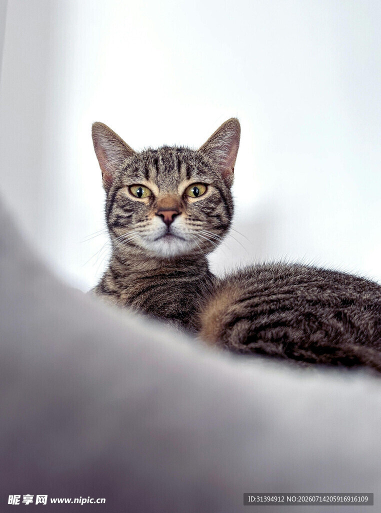 可爱斑纹猫咪好奇张望