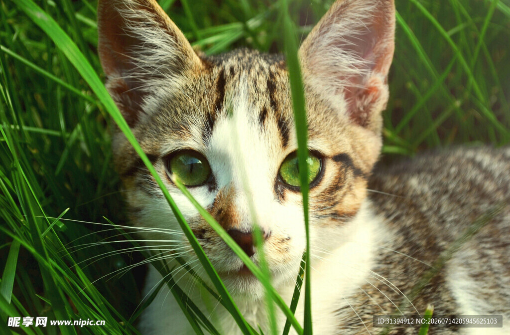 草丛中的好奇小猫