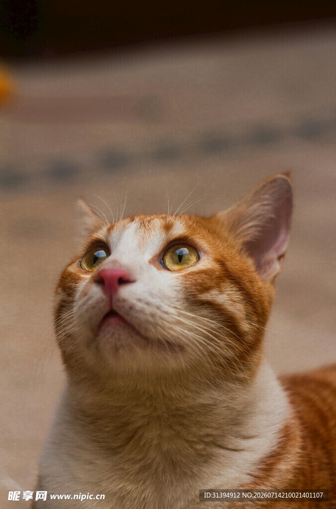 仰头橘猫眼神灵动可爱