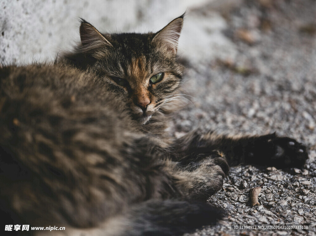卧于碎石的斑纹猫咪