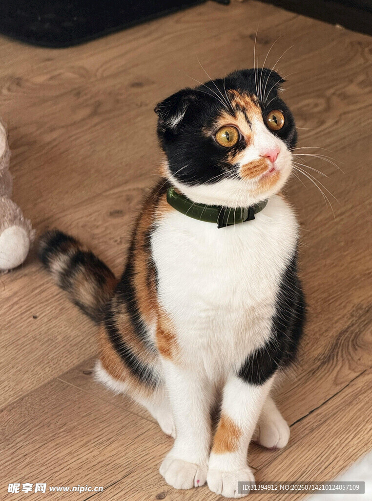 三色猫咪端坐木地板