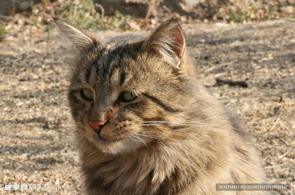 户外的长毛虎斑猫