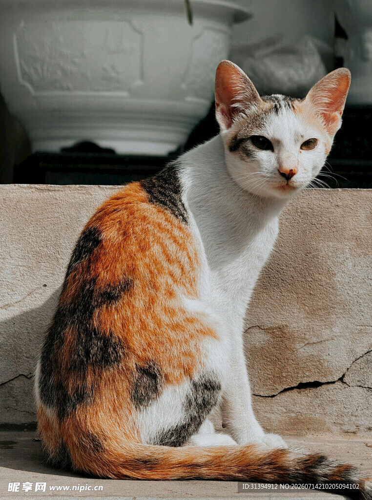 三色猫坐于户外