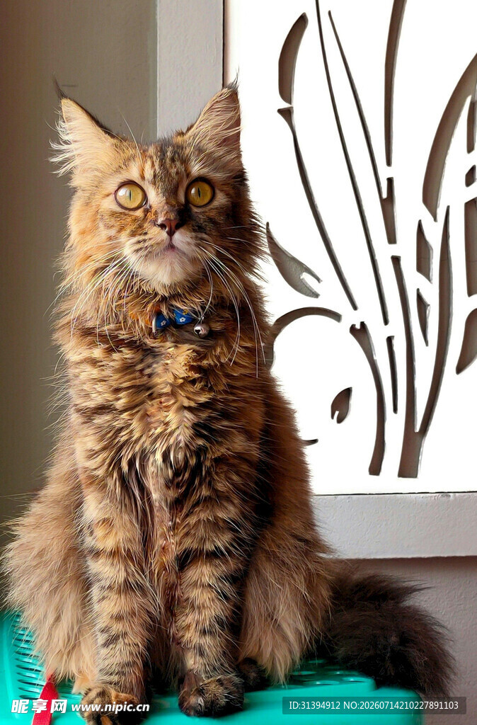 长毛猫咪端坐绿色垫子上