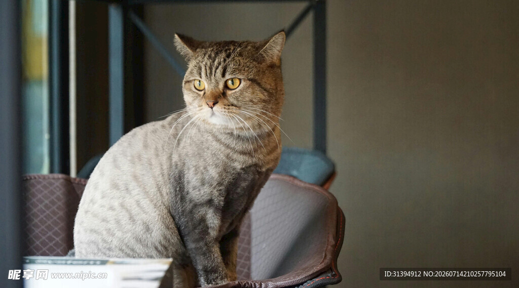 可爱猫咪端坐椅子上