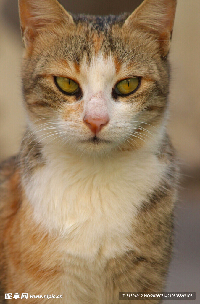 可爱三色猫特写