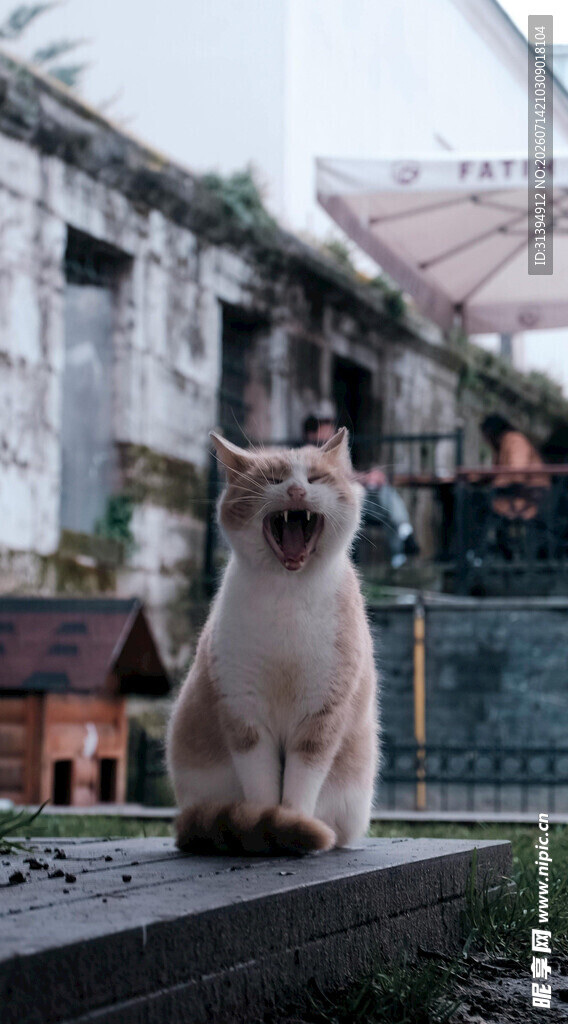 户外石台上的悠闲猫咪