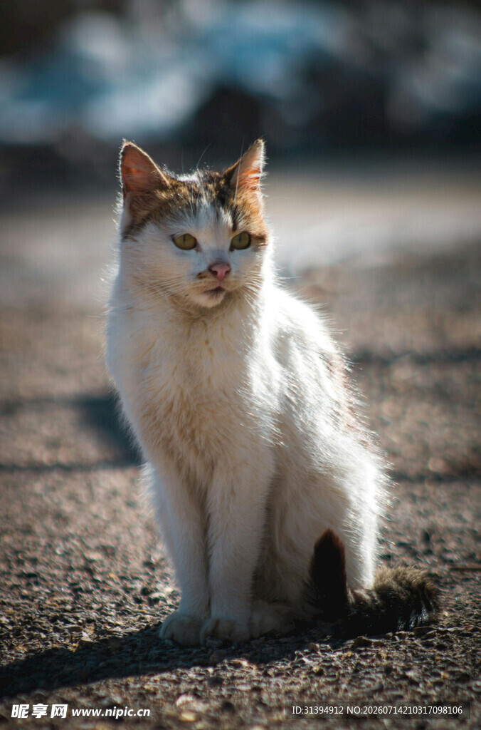 户外端坐的三色猫咪
