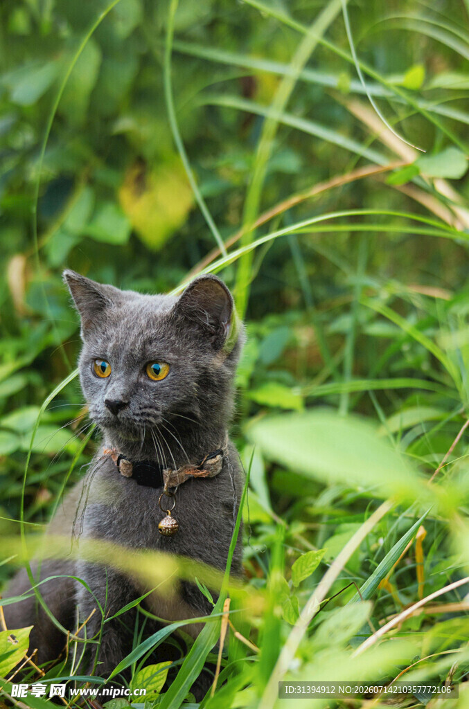 草丛中的灰猫