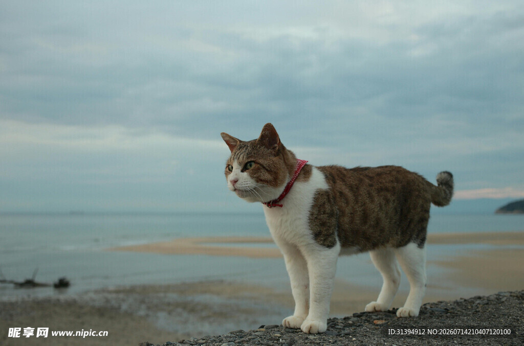 海边站立的可爱猫咪